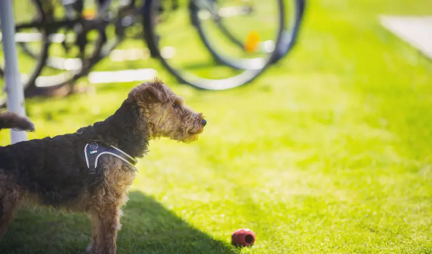 Apartman Szanyi Bk, Bkfrd