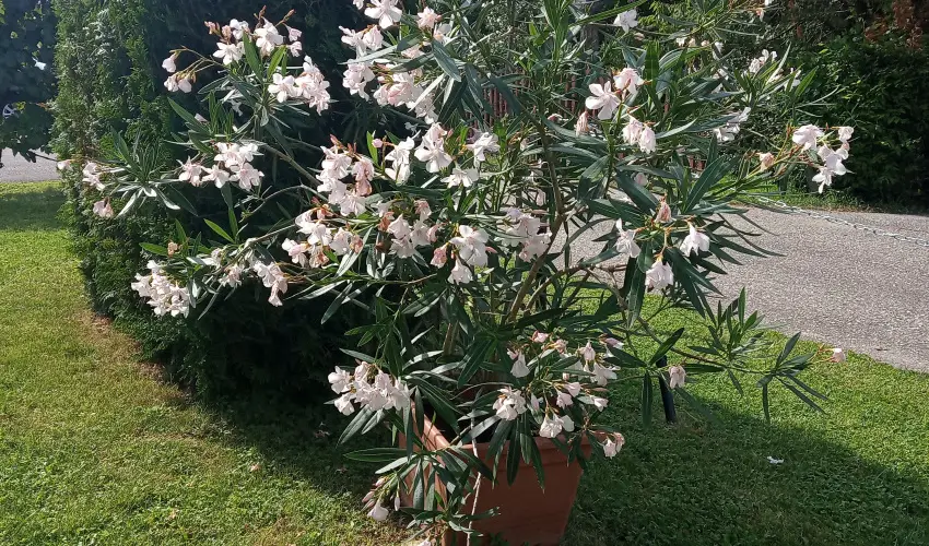 Atlas Apartman B�k, B�kf�rd�