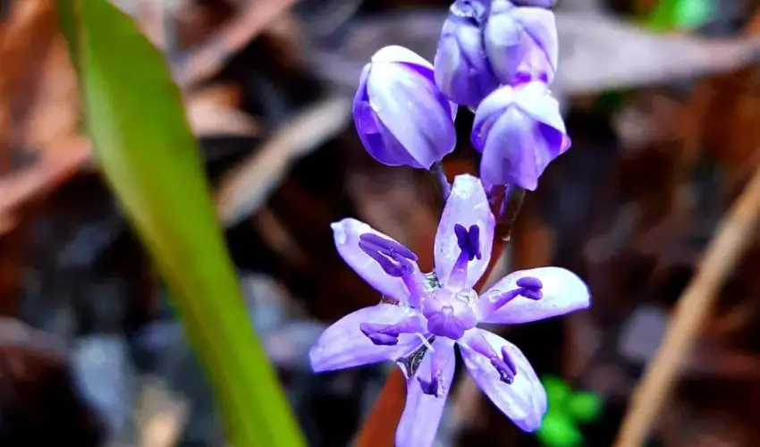 Atlas Apartman B�k, B�kf�rd�