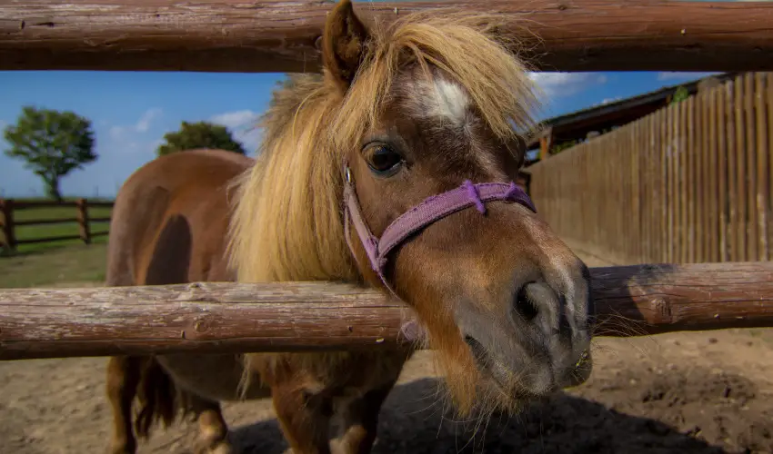 Csodaszarvas Tjpark Rbahdvg