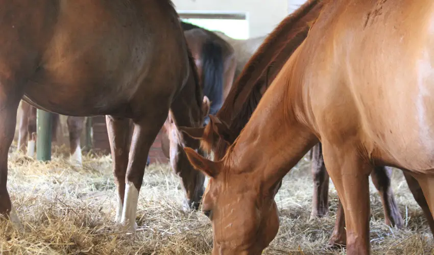 Vadkert Major Sárvár